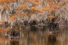 Bald Cypress tree draped in Spanish moss with fall colors Caddo Lake State Park-Uncertain-Texas Art Print